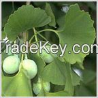 은행나무 Biloba 추출물