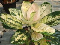 Aglaonema 새로...