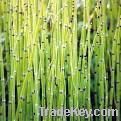 Horsetail 추출...