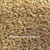 Австралийское органическое зерно пшеницы