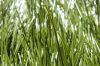 искусственная дерновина, искусственная трава, синтетическая трава дерновины
