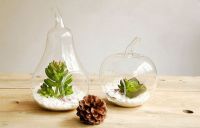 Суккулентные стеклянные вазы