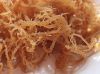 Sea Moss, Irish Moss