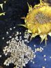  Sunflower seeds 