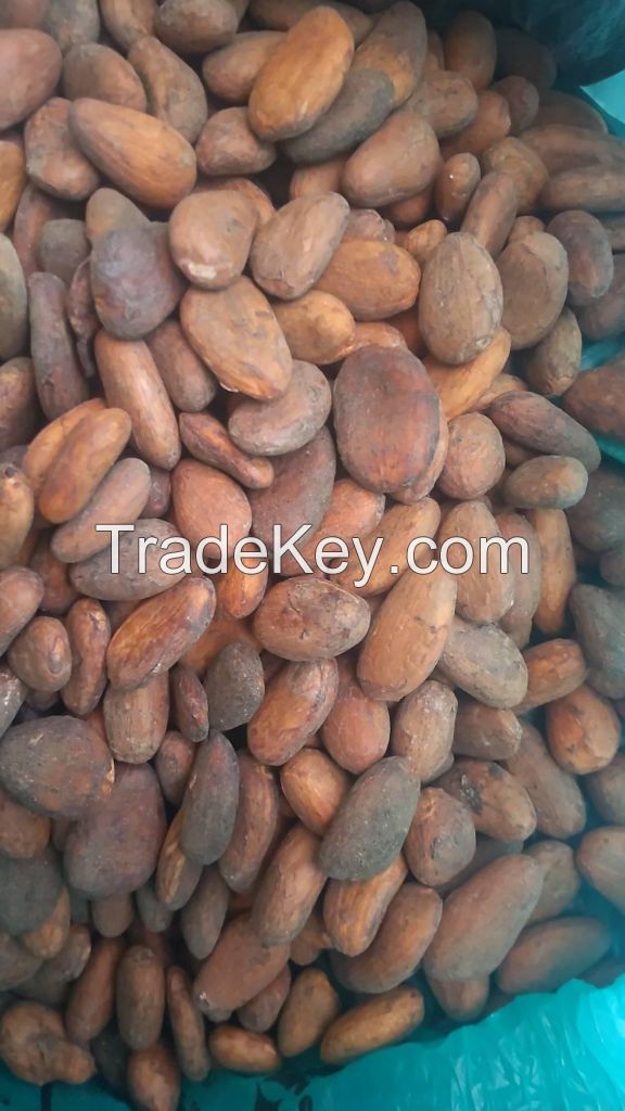 cocoa beans