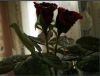 Свежий цветок отрезка---Чернота Роза