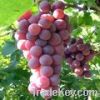 выдержка семени виноградины