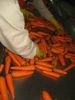 свежая морковь 2012 урожаев китайская яркая красная