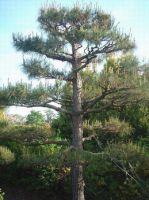 Семена Pinus (семена Conifer)