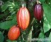 Cocoa Beans