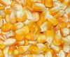 High Quality Human Consumption Yellow Corn for sale