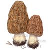 Pine Mushroom