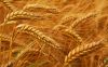 Wheat Grain , wheat flour