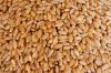 Зерна пшеницы