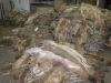 COYOTE FURS - WESTERN COYOTES & MIDWESTERN COYOTES - RAW SKINS- LARGE QUANTITIES AVAILABLE