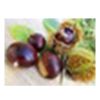 Direct supply Chestnut For Sale