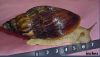 Giant African Snails