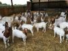 Quality Boer Goats available