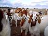 100% Pure Breed Boer Goats