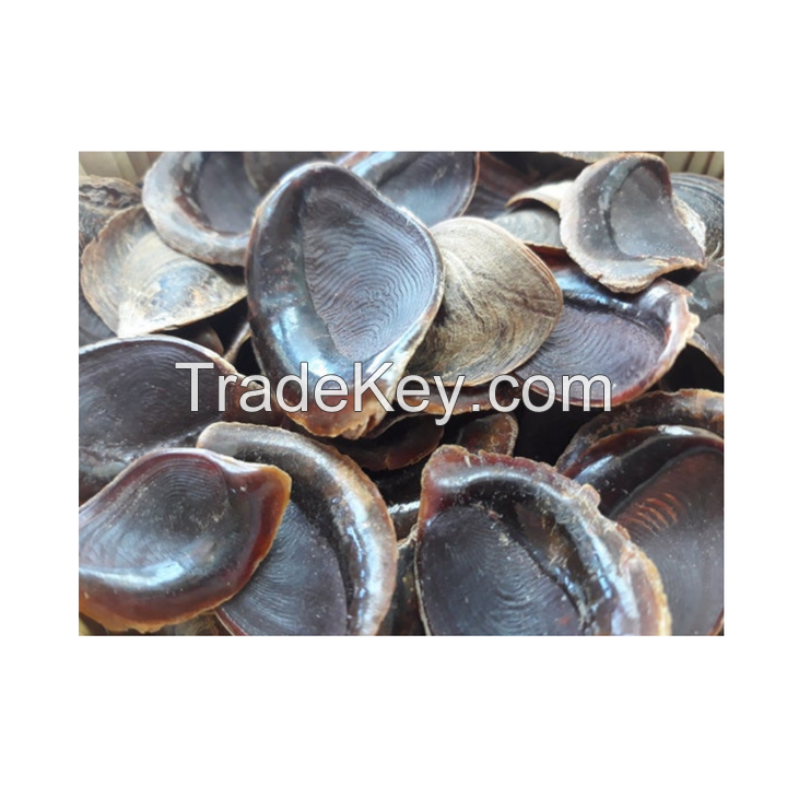 POLISHED MUREX OPERCULUM SHELLS / NATURAL BEAUTY / CRAFTING & DECOR / MADE IN VIETNAM