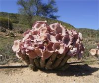 Gordonii Hoodia