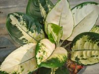 Aglaonema 새로운 잡종