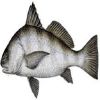 Direct Supply Black Drum Fish For Sale