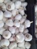 Fresh Garlic