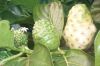 Hawaiian Noni Juice