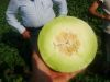 Honeydew Melon