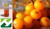 Seabuckthorn Berry Oil-Vitamin E(Supercritical CO2)