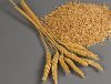 Soft Milling Wheat NON GMO