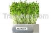 Alfalfa - Organic 1LB