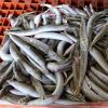 High Quality Ammodytes personatus frozen sand lance 