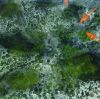 Koi Pond Modern Abstract Art Hospitality Coorperate Home