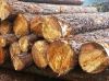 Southern yellow Pine logs