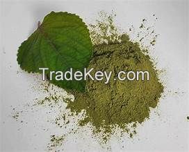 HIGH QUALITY PERILLA LEAF POWDER FROM FRESHLY HARVESTED LEAVES NO ADDITIVES NON GMO ORGANIC HERBAL OPTION