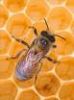 Мед пчелы