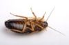 Порошок таракана, само безопасно, non-загрязняться, non-polluting