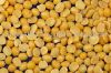 yellow split Pea / yellow split Peas / yellow split Pea / split yellow tuar dal / mutter dal / dried yellow split peas