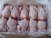 Domestic broiler chicken