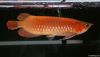 Golden Arowana Fish - Premium Quality