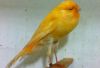 Yorkshire canary,Crested Canary,white,Red and mixed color Canary birds
