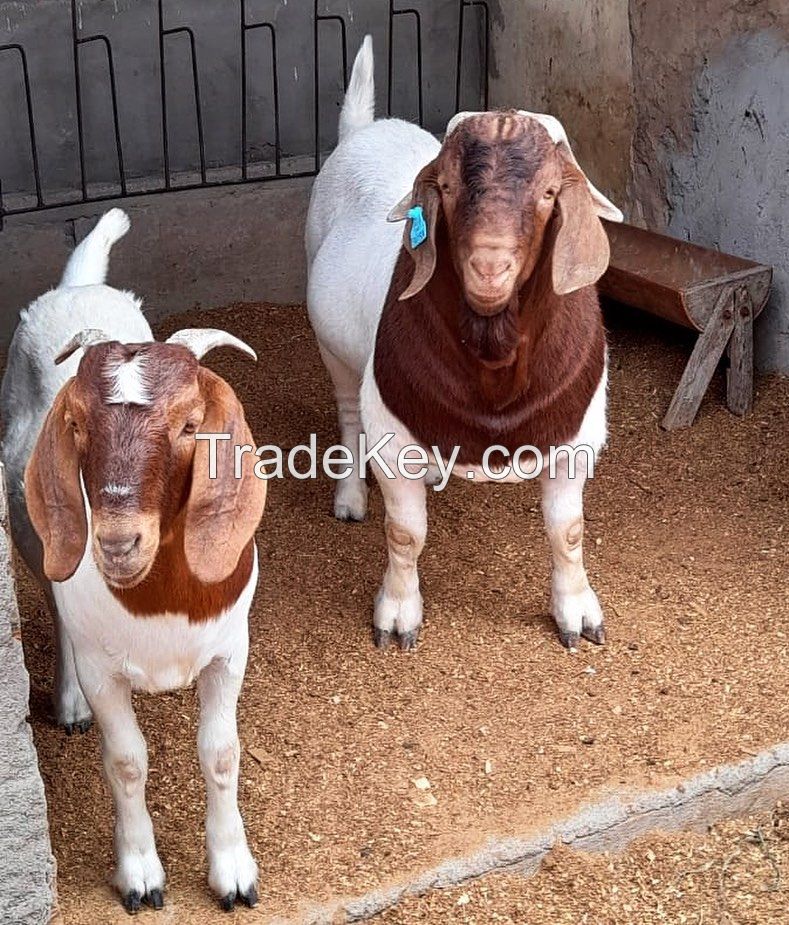 Boer Goats for Export â€“ Breeding Quality / Meat Line â€“ Live Animals