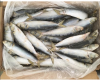 Best Quality fresh sardine frozen 8 - 10 / KG for sale sardine fish in tomato sauce for cans 