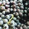 Fresh Concord Grapes