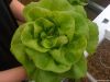 Hydroponic Lettuce