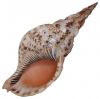 Triton seashell for sale