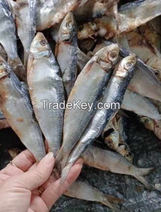 fresh dried herring fish from netherland