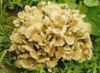 Выдержка гриба Maitake (frondosus Grifola)
